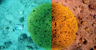 Removing the water from underwater photos