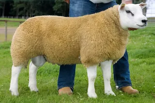 Should Hyperlocal be Hyperniche?