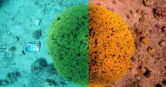 Removing the water from underwater photos