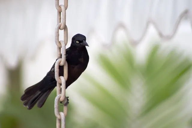 News websites - a bit like the web, but with fewer links