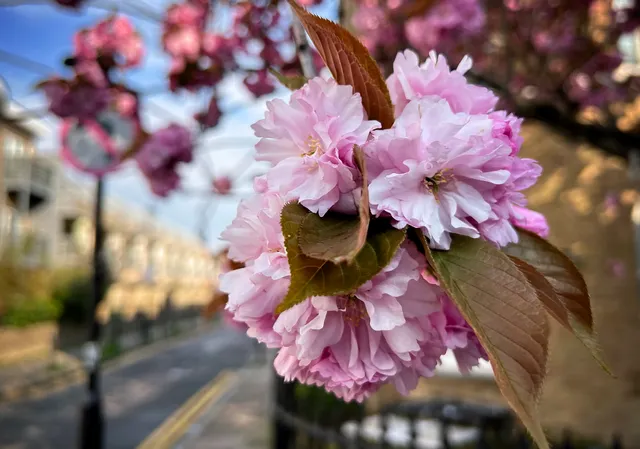 Blossom on a central London street tree